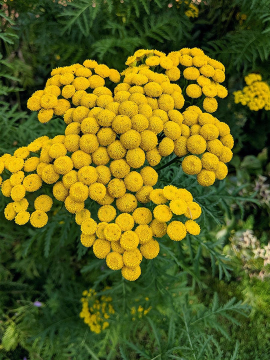 Tansy flower deals