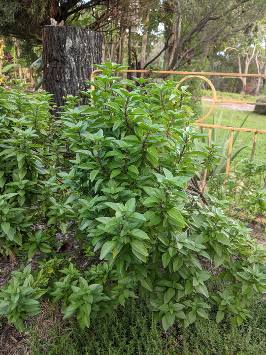 Thai Bush Basil Plant Mudbrick Herb Cottage