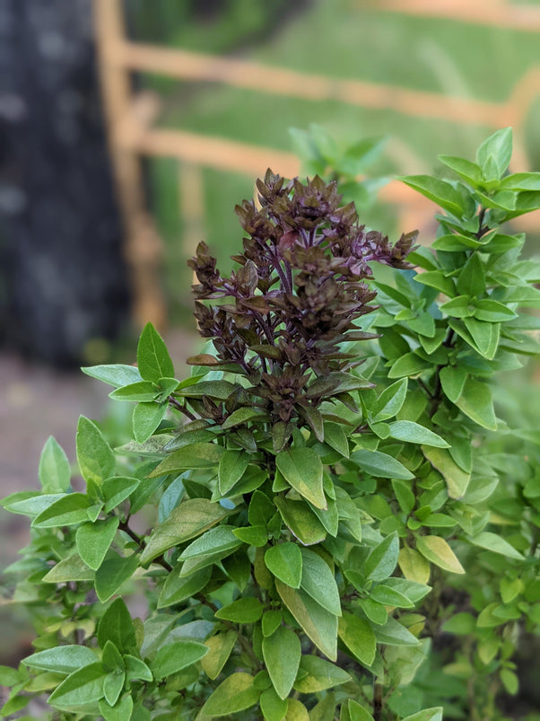 Thai Bush Basil Plant Mudbrick Herb Cottage