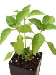 Organic Tulsi Rama Basil | Ocimum sanctum Plant - Mudbrick Herb Cottage