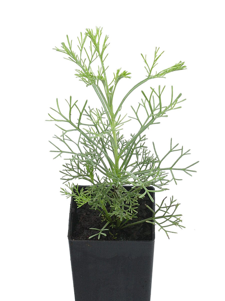 Organic Camphor Wormwood | Artemesia camphorata Plant - Mudbrick Herb ...