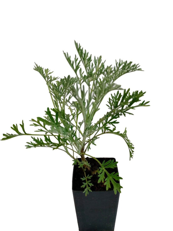 Organic Wormwood Powis Castle Plant – Mudbrick Herb Cottage